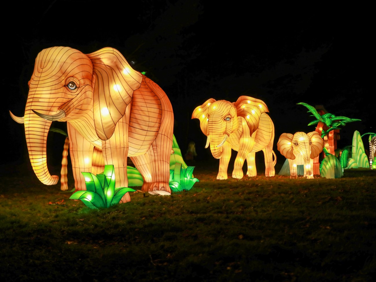 Elephant Family Lantern Display for Zoo Lantern Festival Illuminated elephant family lantern display for a zoo lantern festival and wildlife park night attraction